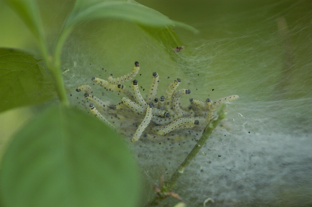Galeruca rufa (Col., Chrysomelidae) e altro
